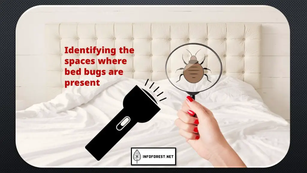 early signs of bed bugs	
