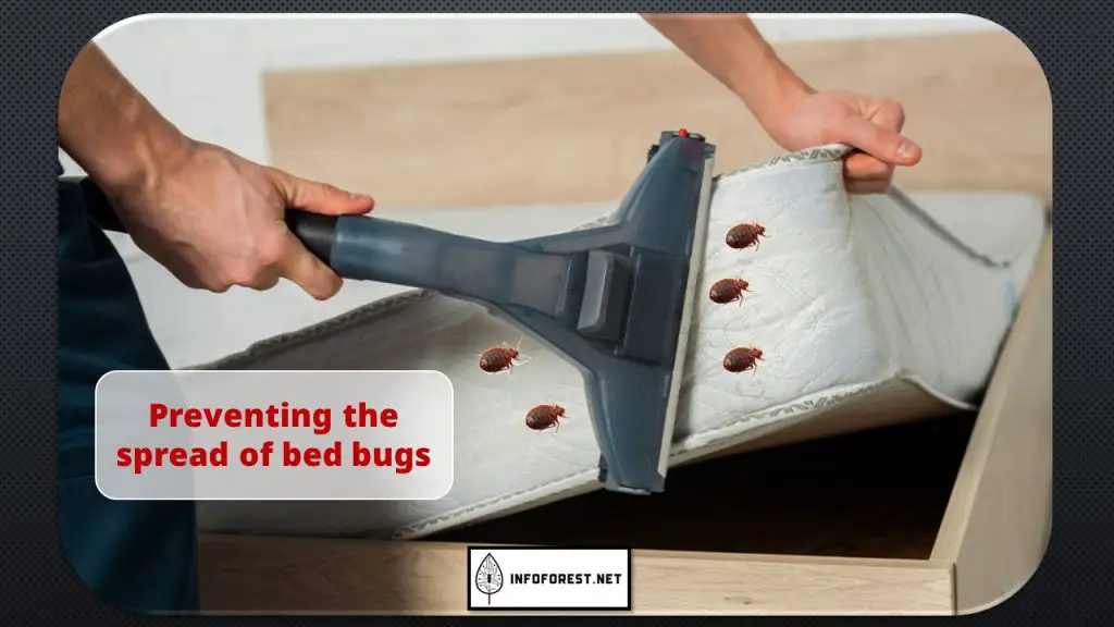 how to check for bed bugs	
