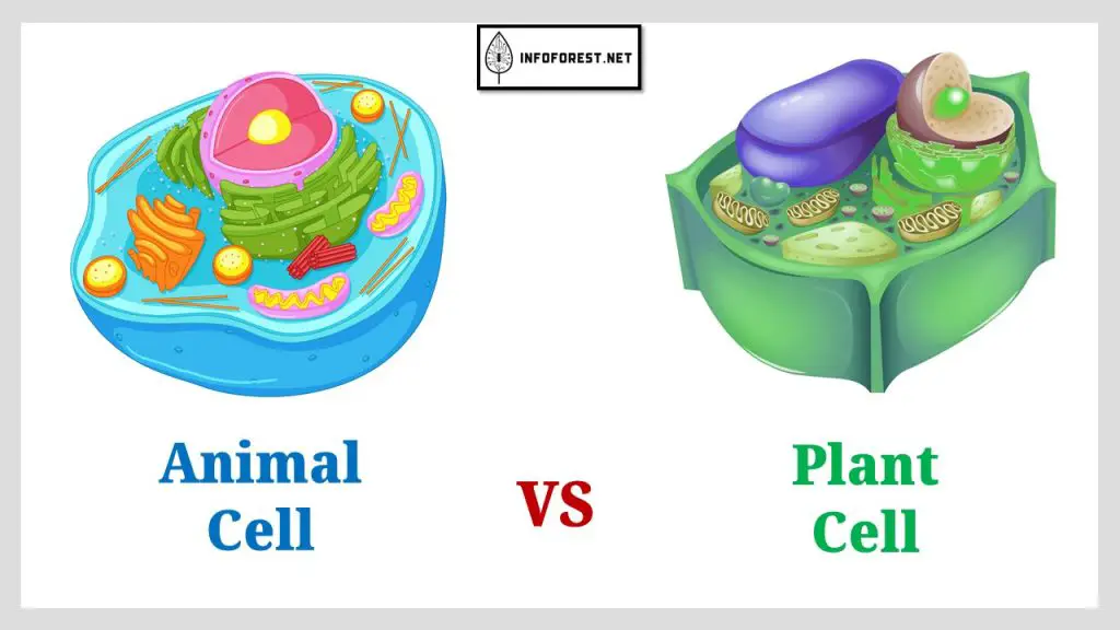 Plant Cell vs Animal Cell