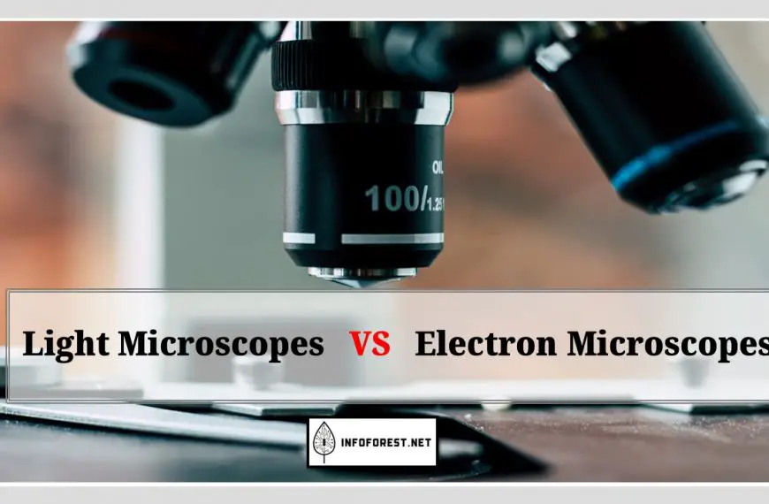 Difference Between Light and Electron Microscopes